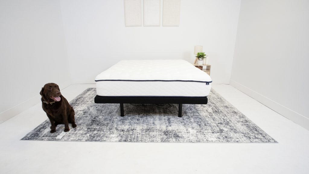 Minimalist bedroom setup with a white mattress on a black bed frame placed on a textured gray rug. A chocolate Labrador sits to the left of the bed, looking to the side with its tongue out